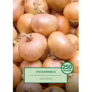 Steckzwiebel 250 Gramm Allium cepa Centurion
