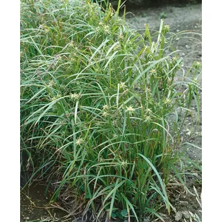 Carex grayi, Morgenstern-Segge, ca. 9x9 cm Topf