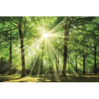 Bönninghoff Leinwandbild Wald 1 Stk. tlg. BxH: 90x60 cm, braun