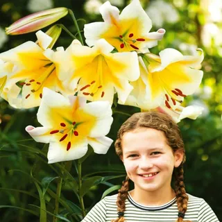 Baumlilie Lilium Hybride Lilien Lilienzwiebeln Baumlilie XXL Weiss-Gelb 1 St. - Weiß