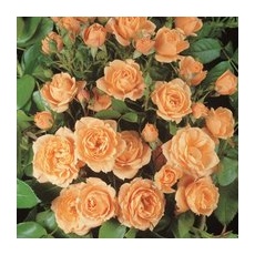 ROSEN TANTAU Zwergrose Rosa hybride »Apricot Clementine« - orange