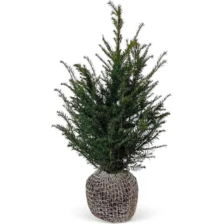 Eibe Set à 40 Stück Höhe ca. 80 - 100 cm Ballenware Taxus baccata