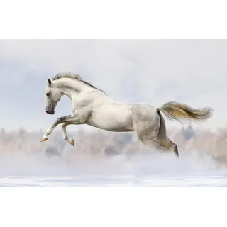 Magnetmatte für Heizkörperverkleidung White Horse Galop 60x100cm