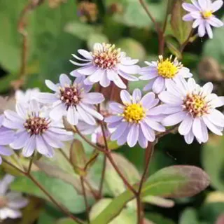 6 x Asiatische Wildaster - Aster 'Harry Schmidt' | Topf 9cm x 9cm