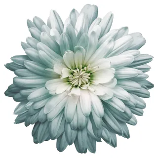Queence »Luna« Wandbild, Sticker, Blume, Blüte, selbstklebend,