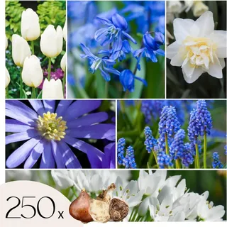 Blumenzwiebelmischung - 250 Stk - Allium, Narcissus, Muscari, Tulipa - Blau - Blau