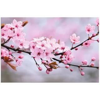 Artland Wandbild "Kirschblüten" Blumen 1 Stk. tlg. als Alubild, Leinwandbild, Poster in verschied. Größen, farbe bild(er): pink