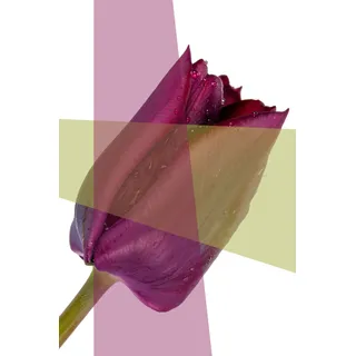 Queence »Blume« Blumen Blumenbilder Blätter Blätterbilder Kunst Pflanzen Pflanzenbilder Fine Art-Print in Galeriequalität,