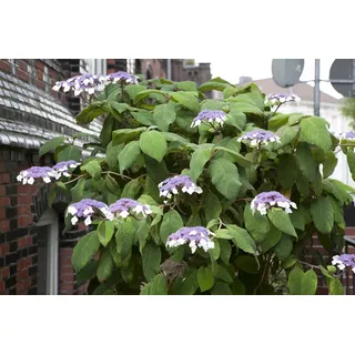 Hydrangea aspera 'Macrophylla', Samthortensie, 40–60 cm, große Blätter