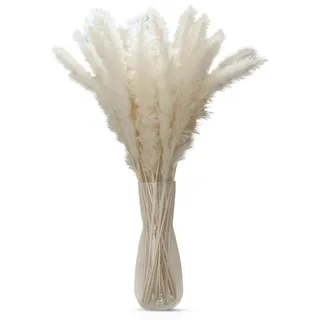 Intirilife Pampasgras 30 Stück in Weiß - 45 cm - Natürliche Trockenblume weiches nachhaltiges Schilfgras