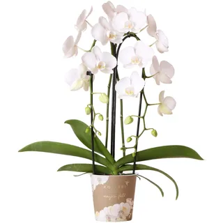Kolibri Orchids | weiße Schmetterling-Orchidee - Niagara Fall - Topfgröße Ø12cm | blühende Zimmerpflanze - frisch vom Züchter - Weiß