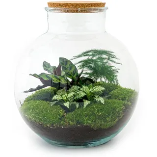 Flaschengarten - DIY Bausatz - Terrarium - Bolder Bob - â??30cm