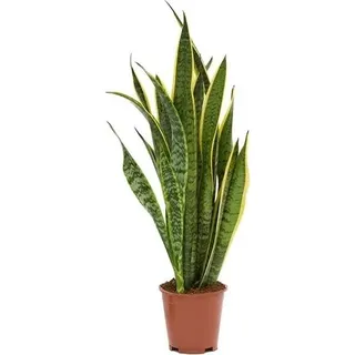 Sansevieria trifasciata Laurentii ca. 60 cm Topf Ø 10 cm Bogenhanf bessere Raumluft Zimmerpflanze
