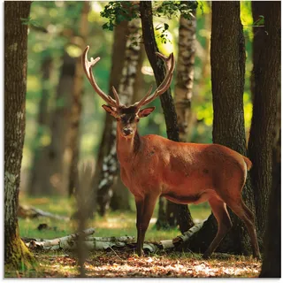 Artland Glasbild »Hirsch 4 - Wald«, Wildtiere, (1 St.), in verschiedenen Größen, grün