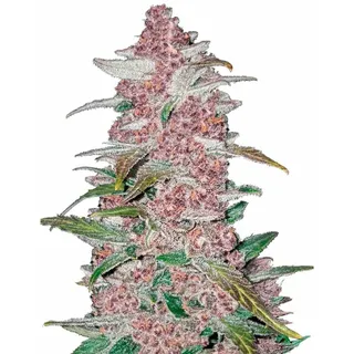 Blackberry Auto | Autoflowering Hanfsamen von Fast Buds | 3 Hanfsamen