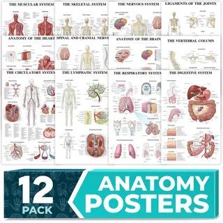 Laminierte Anatomie-Poster für die Wand, pädagogische Poster für den menschlichen Körper, für Studenten, Klassenzimmer und medizinische Bürodekoration, inklusive Muskel-, Skelett-, Nerven- und mehr