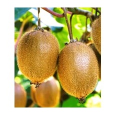 Selbstfruchtende, großfruchtige Kiwi 'Solissimo® renact®'