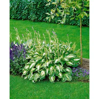 Hosta undulata 'Mediovariegata', Funkie, grün-weiß, ca. 11x11 cm Topf