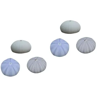 POPETPOP Seeigel Skelette Jakobsmuschel Winzig Gelocht 6 Stück Seeigel Muscheln Kleiner Pflanzhalter Getrocknete Muschel Ornament Desktop Muschel Ornament Pflanztopf