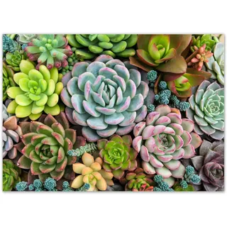 100 Tischunterlagen mit Sukkulenten Pflanzen-Motiv I DIN A3 eckig I Platz-Set aus Papier I modernes Design I Einweg Tischset I Grün I Gastronomie und Haushalt I dv1256
