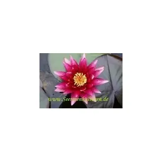 1 SEEROSE der Sorte Atropurpurea, rote Blüte