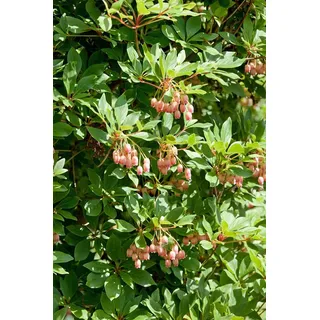 Enkianthus campanulatus 'Wallaby', Glockenstrauch, 30–40 cm