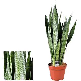 Sansevieria zeylanica 40 cm Bogenhanf bessere Raumluft Zimmerpflanze