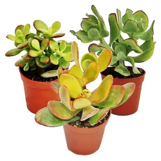 Geldbaum-Set, 3 verschiedene Crassula-Arten im 5,5cm Topf - Grün
