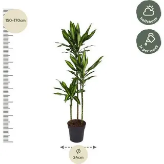 Drachenbaum Zimmerpflanze Ø24cm Ø160cm - pflegeleichte Grünpflanze für - Grün