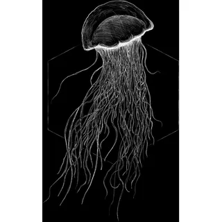 KOMAR Wandbild Jellyfish Black 50 x 70 cm