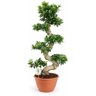 Bonsai Ficus Microcarpa Ginseng (S-Form) – 70-100 cm – Pflegeleichte Zimmerpflanze, ideal für Anfänger, Wohn- und Büroschmuck