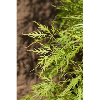 Acer palmatum 'Dissectum Viridis', Grüner Fächerahorn, 30–40 cm