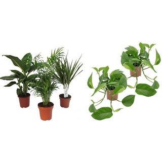 Dominik Blumen und Pflanzen, Zimmerpflanzen Set aus 1x Diefenbachie, 1x Zimmerpalme und 1x Drachenbaum (Dracaena marginata), 10-12 cm Topf & Efeutute, 2 Pflanzen, rankend, Ampelpflanzen