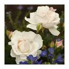 KORDES ROSEN Beetrose, Rosa »Constanze Mozart®«, Blüte: rosa, gefüllt