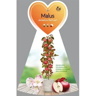 Säulenapfel Malus 'Red Leaf' ca. 120 cm Herbstapfel 'Red Leaf'