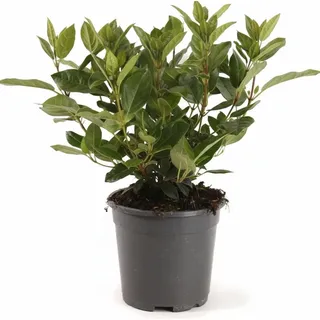 Viburnum tinus, Lorbeer-Schneeball, immergrün, 25–30 cm