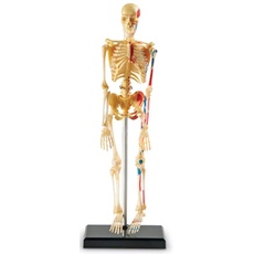 Learning Resources Modell des menschlichen Skeletts