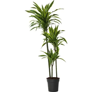 Drachenbaum - Dracaena 'Lemon Lime' - Höhe 130-140cm - 24cm - Grün