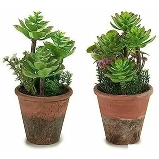 Ibergarden Dekorative Pflanze, Mehrfarbig, Standard