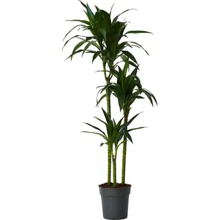 Drachenbaum - Dracaena deremensis 'Janet Craig' - Höhe 140-150cm - 24cm - Grün