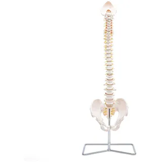 Elementary Anatomy The Budget Spine: Lebensgroßes flexibles menschliches Wirbelsäulenmodell