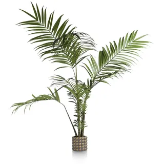 Coco Maison Kentia Palm H180cm
