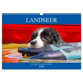 Calvendo Landseer - Ein starker Freund auf 4 Pfoten (Wandkalender 2026 DIN A3 quer), CALVENDO Monatskalender: Landseer - diese faszinierenden Hunde präsentiert ... in 13 bezaubernden Bildern. (CALVENDO Tiere)