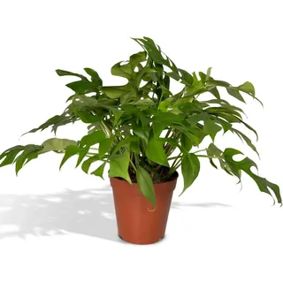 Meergroothandel Monstera Minima (Lochpflanze) - 30 cm, Ø 15 cm