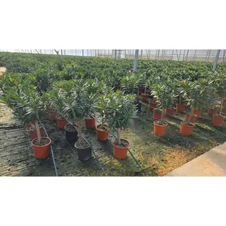 Sunny Tree - Pflanze - Oleander auf Stamm - Nerium Oleander - Farbe Rot - Höhe 90-100 cm - Pflanze für draußen - Immergrün im Winter