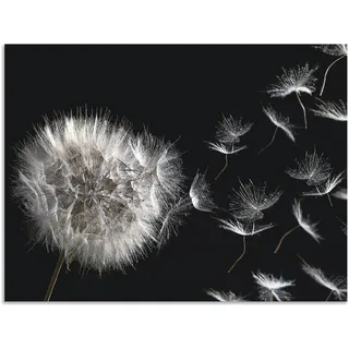 Artland Wandbild »Pusteblume«, Blumenbilder, (1 St.), als Alubild, Outdoorbild, Leinwandbild, Poster, Wandaufkleber, schwarz