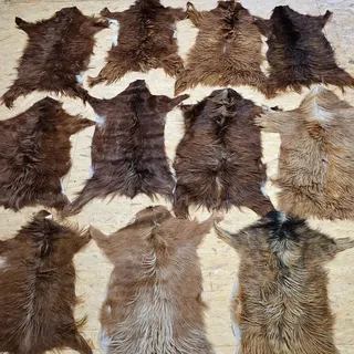 Ziegenfell Zickelfell kein Geruch | natürliche Farben | Fellteppich - 80cm-100cm lang 1.Wahl