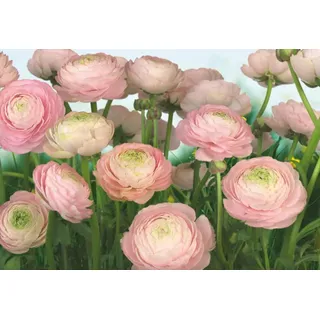 KOMAR Fototapete »Gentle Rosé - Größe 368 x 254 cm bedruckt glatt Wohnzimmer, Schlafzimmer,