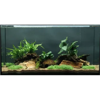 Dennerle Plants Aquariumpflanzen-Set Deko 80 cm - 120 cm Aquarium 12 Pflanzen