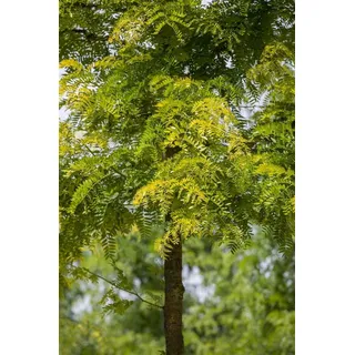 Gleditsia triacanthos 'Sunburst', Gold-Gleditschie, 60–80 cm